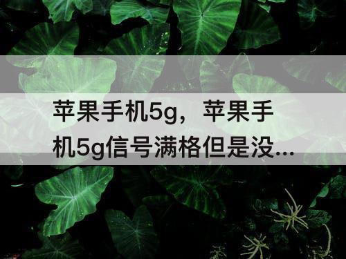苹果手机5g，苹果手机5g信号满格但是没网