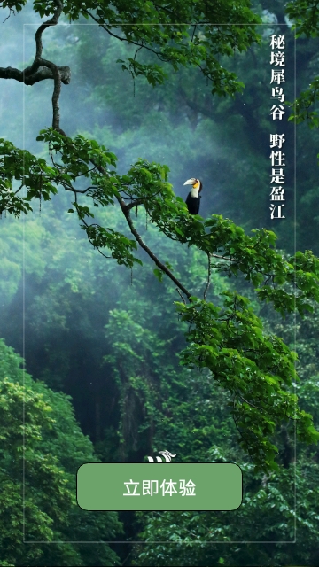 盈江云手机版app