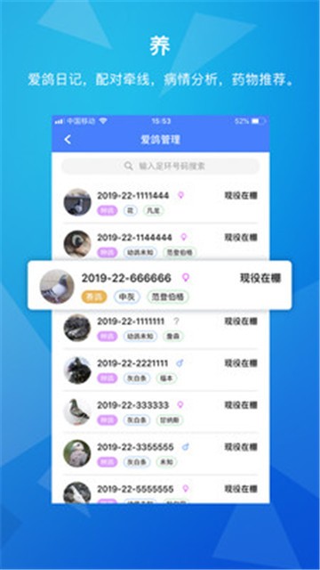 天下鸽谱下载